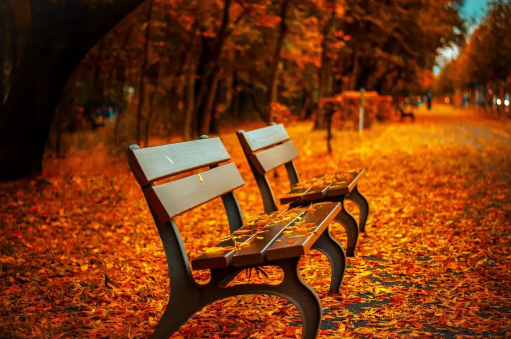 park bench in autumn light