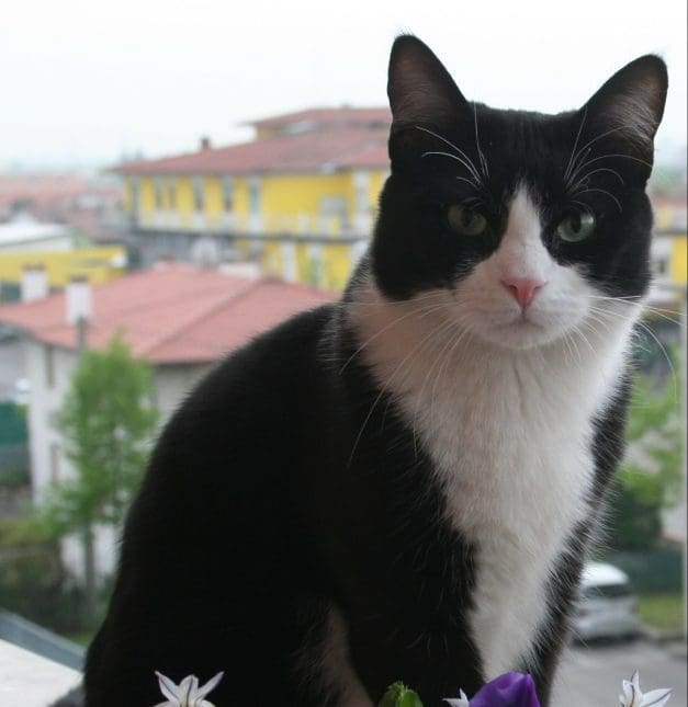 A black and white cat sitting on top of a window sill.