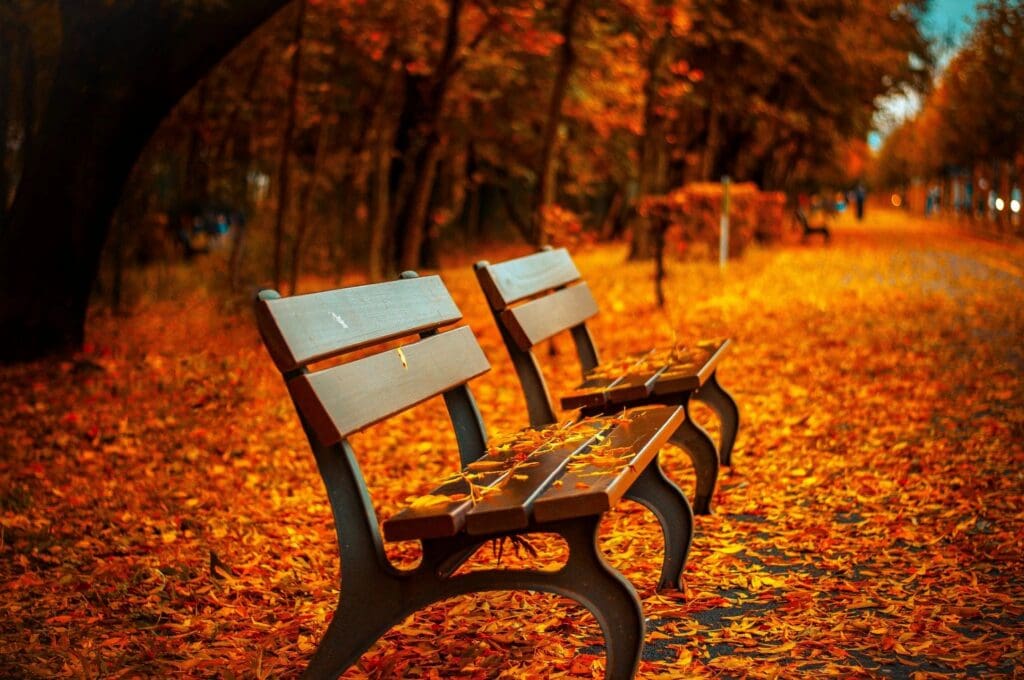 park bench in autumn light
