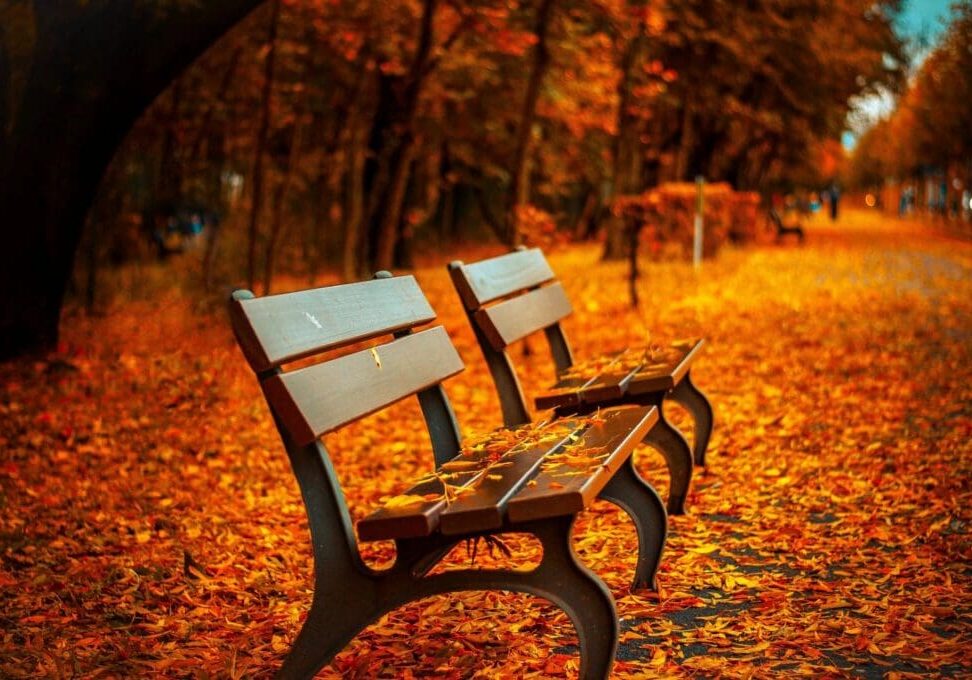 park bench in autumn light